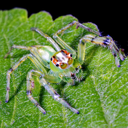 Epeus alboguttatus