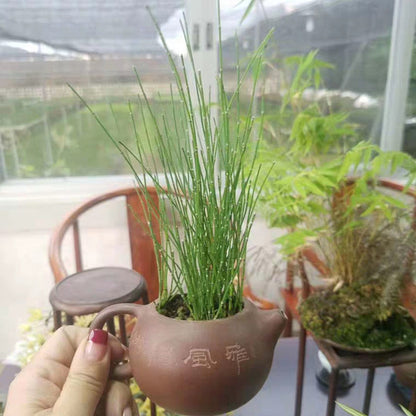indoor potted horsetail plant Variegated Horsetail ( Equisetum variegatum ) for Sale