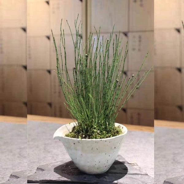 Variegated Horsetail ( Equisetum variegatum )
