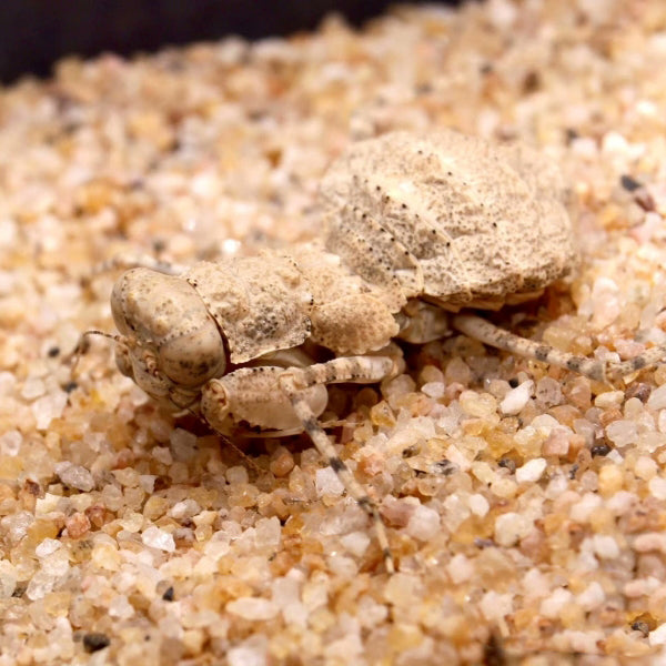 Desert Mantis (Eremiaphila sp.)