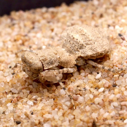 Desert Mantis (Eremiaphila sp.)