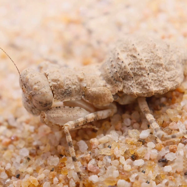 Desert Mantis (Eremiaphila sp.)