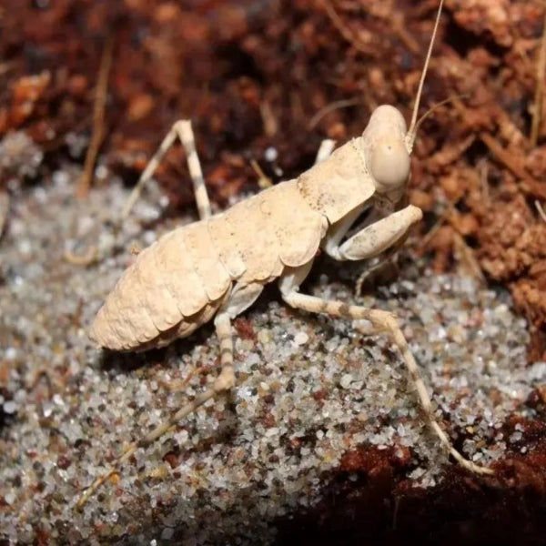 Desert Mantis (Eremiaphila sp.)