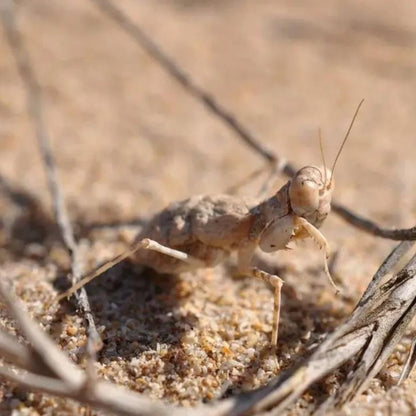 Desert Mantis (Eremiaphila sp.)