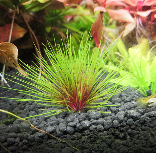 Blood vomit ( Centrolepis sp )