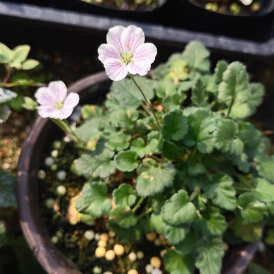 Erodium reichardii 'Album'