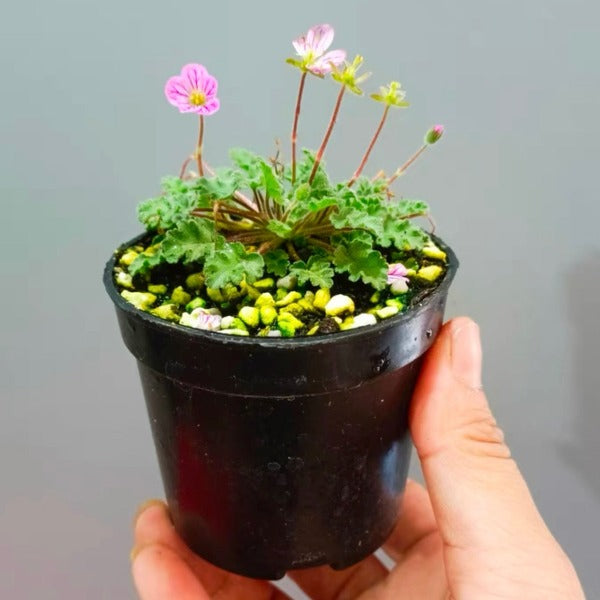 Erodium variabile