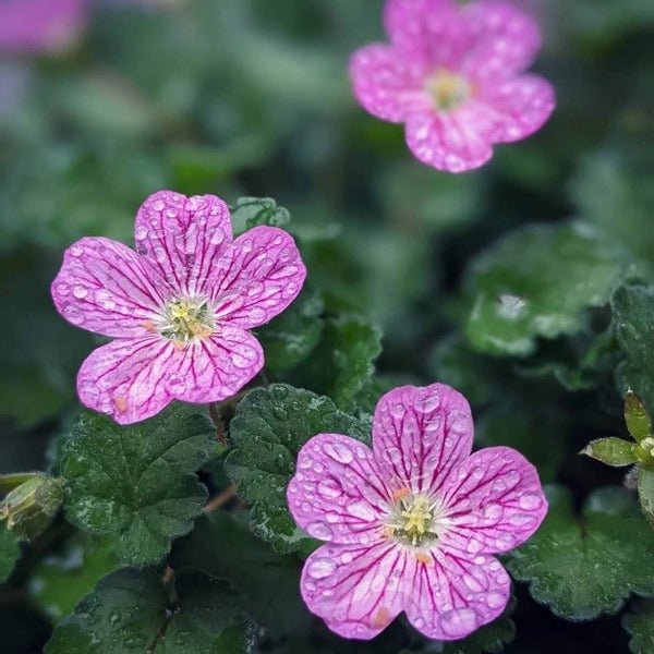 Erodium variabile