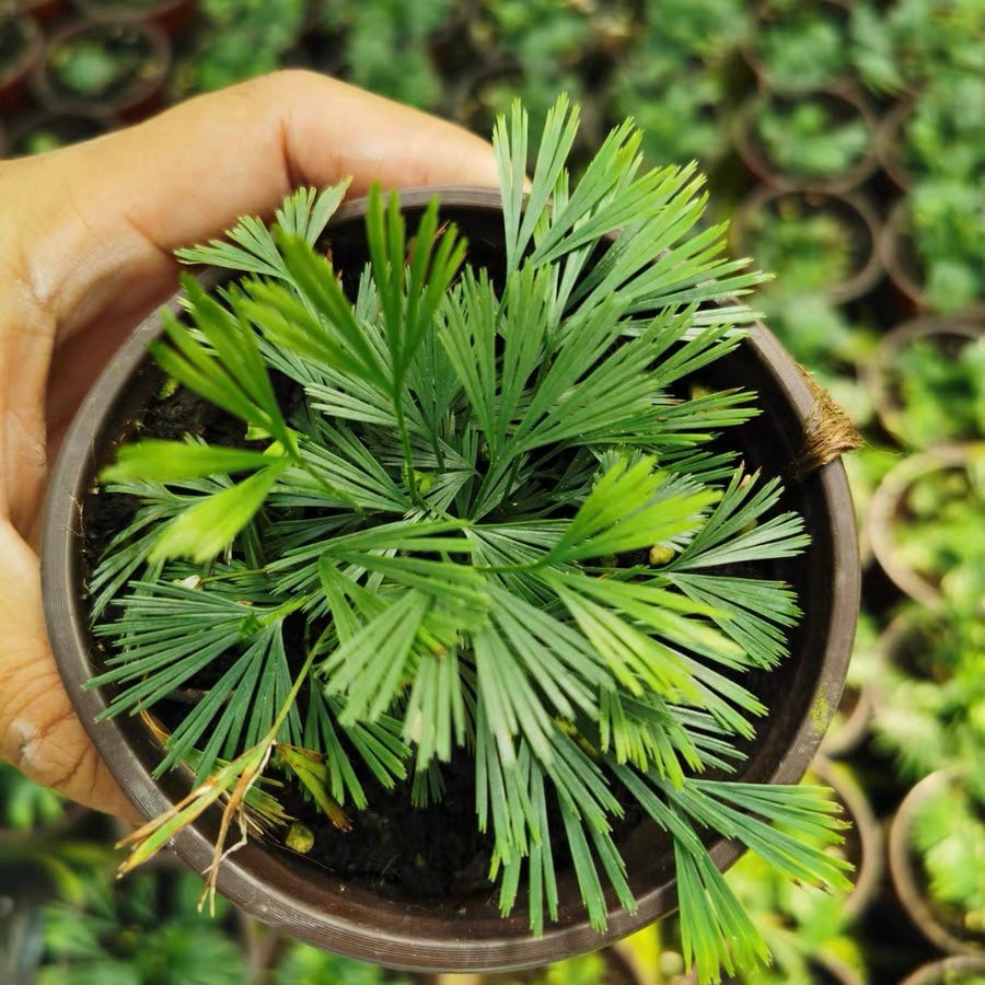 Eyelash Fern ( Actiniopteris australis ）