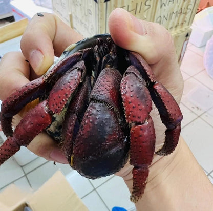 Purple Pincer Land Hermit Crab ( Coenobita clypeatus )