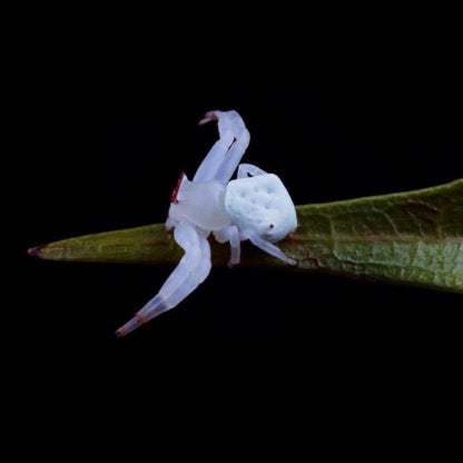 Masked Crab Spider (Thomisus labefactus )