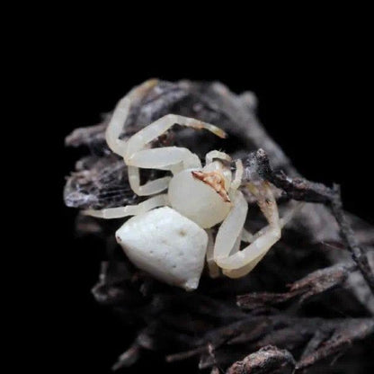Masked Crab Spider (Thomisus labefactus )