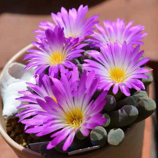 Fairy elephant's feet (Frithia pulchra)