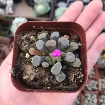 Fairy elephant's feet (Frithia pulchra)