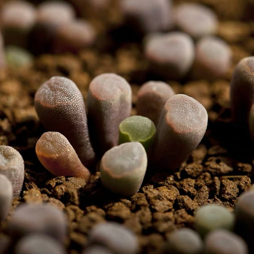 Fairy elephant's feet (Frithia pulchra)