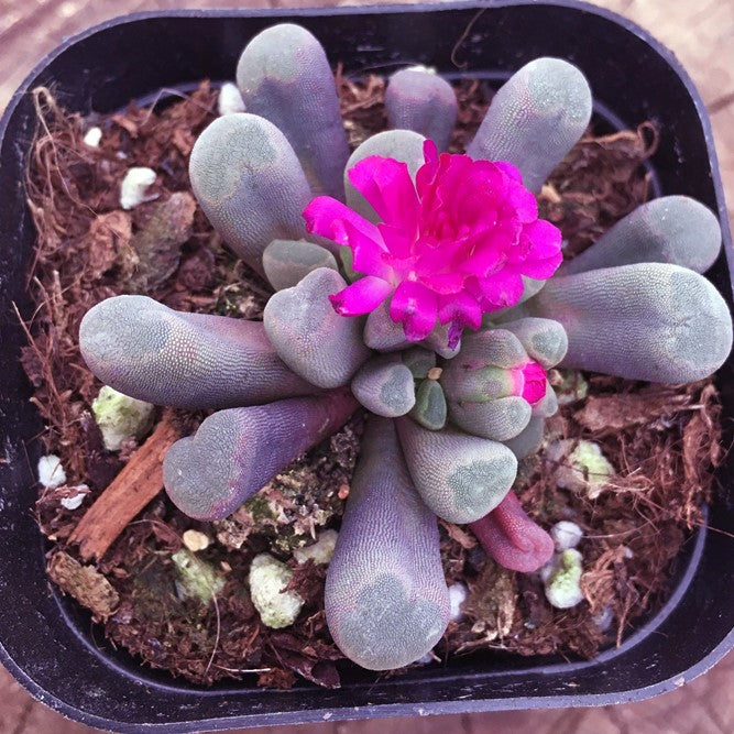 elephant foot succulent plant Fairy elephant's feet (Frithia pulchra)