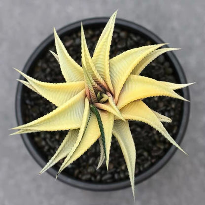 Fairy Washboard (Haworthia limifolia)