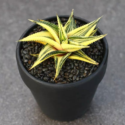 Fairy Washboard (Haworthia limifolia)