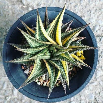 Fairy Washboard (Haworthia limifolia)