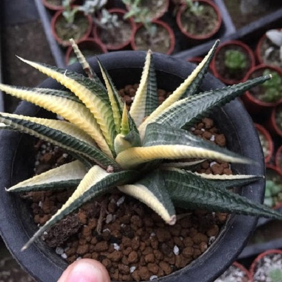 Fairy Washboard (Haworthia limifolia)