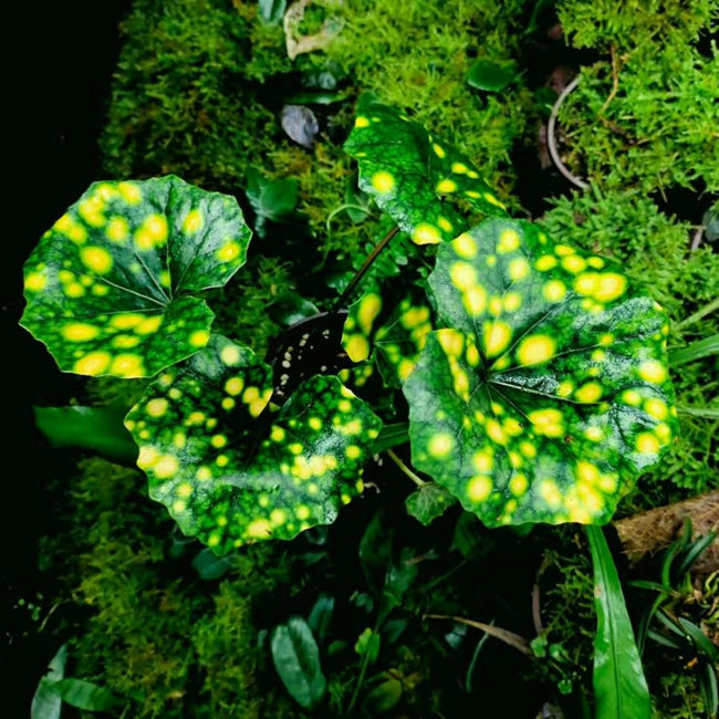 Leopard Plant ( Farfugium japonicum ' Aureomaculatum ' )