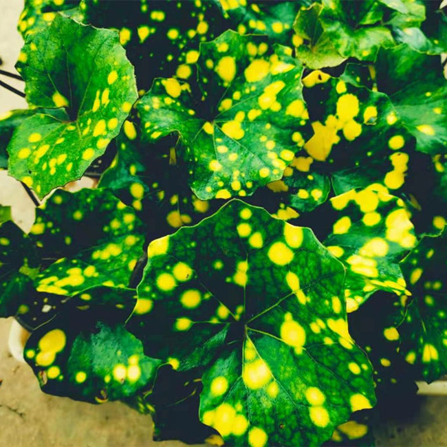 Leopard Plant ( Farfugium japonicum ' Aureomaculatum ' )