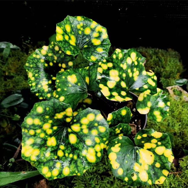 Leopard Plant ( Farfugium japonicum ' Aureomaculatum ' )