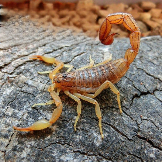 Congo red alligator back scorpion (Hottentotta hottentotta)
