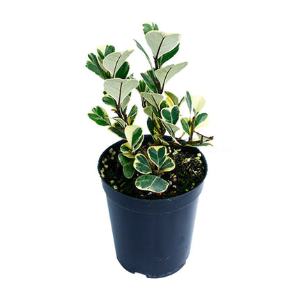 Ficus triangularis