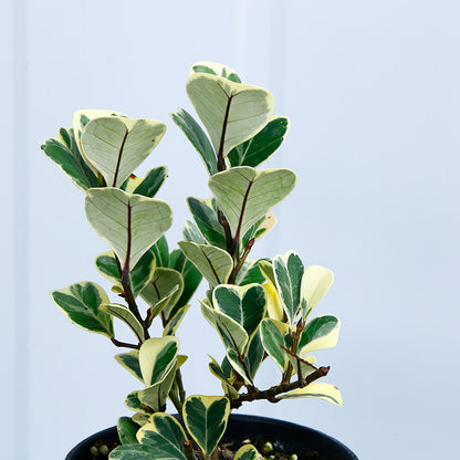 Ficus triangularis