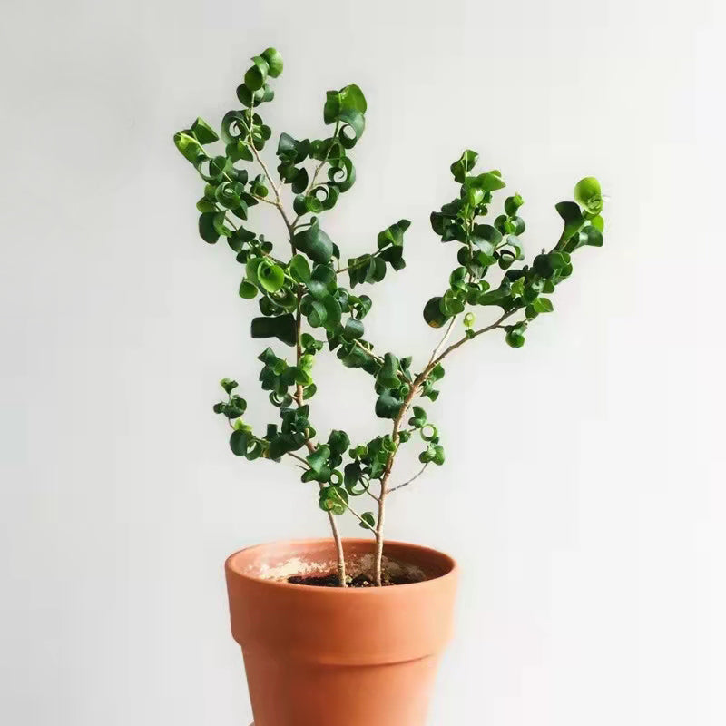 Ficus benjamina 'Barok'