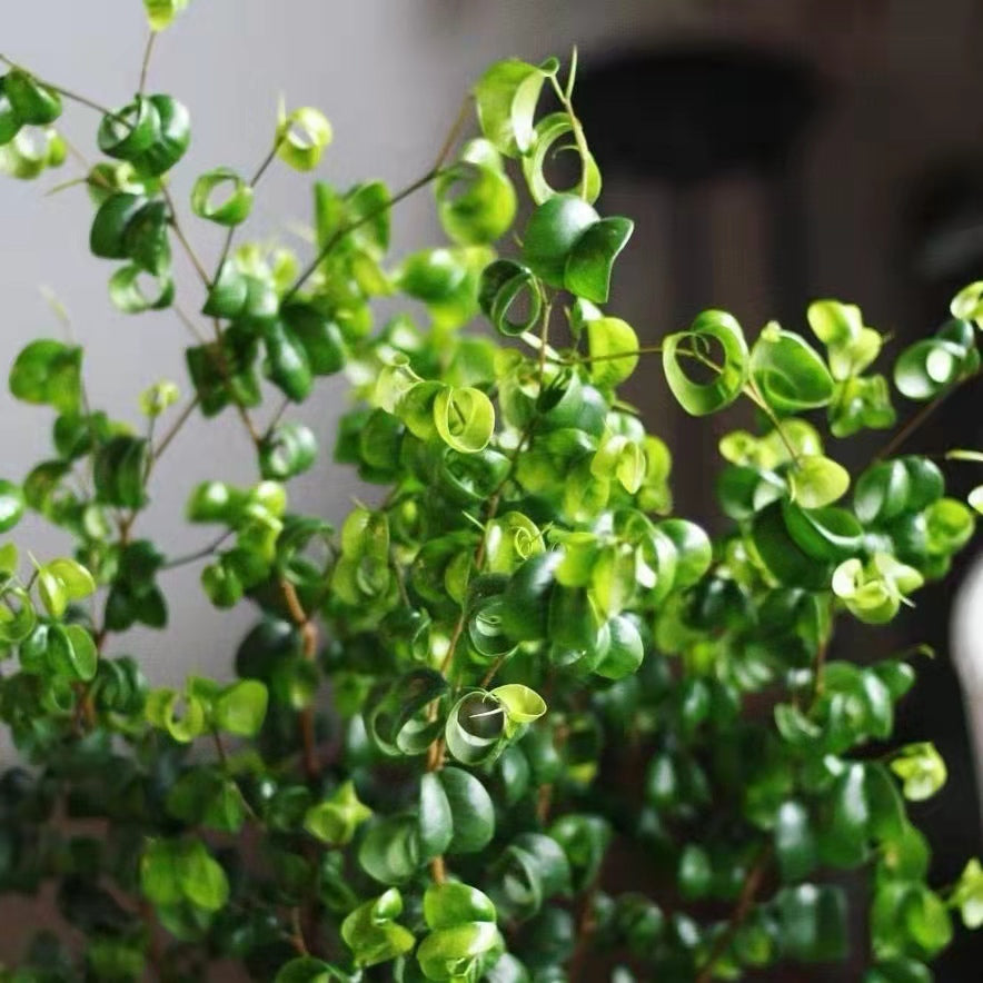 Ficus benjamina 'Barok'