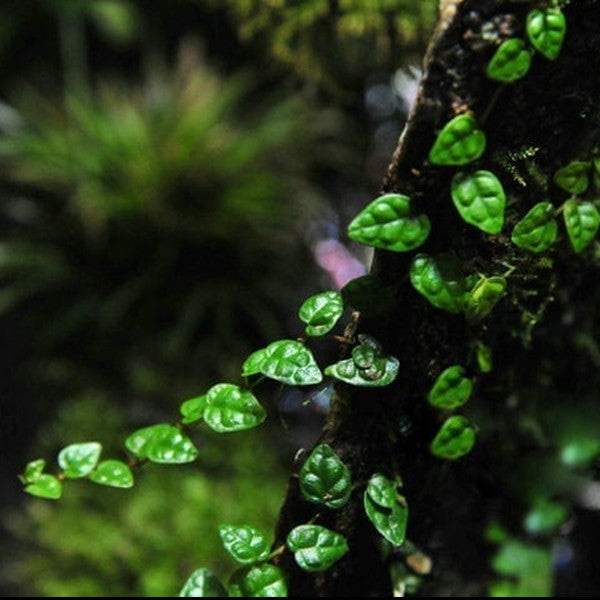 Climbing Vine 'Minima' (Marcgravia spp.)