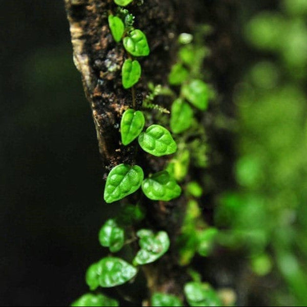 Climbing Vine 'Minima' (Marcgravia spp.)