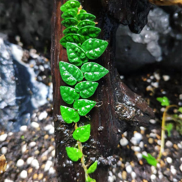 Climbing Vine 'Minima' (Marcgravia spp.)