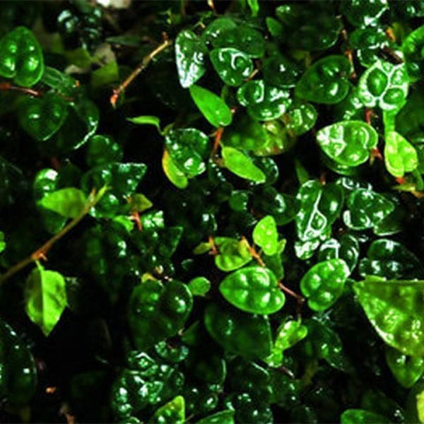 Climbing Vine 'Minima' (Marcgravia spp.)