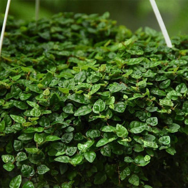 Climbing Vine 'Minima' (Marcgravia spp.)