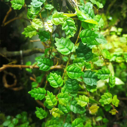 Climbing Vine 'Quercifo' (Marcgravia spp.)