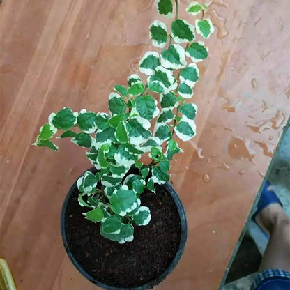 Climbing Vine 'Variegata' (Marcgravia spp.)