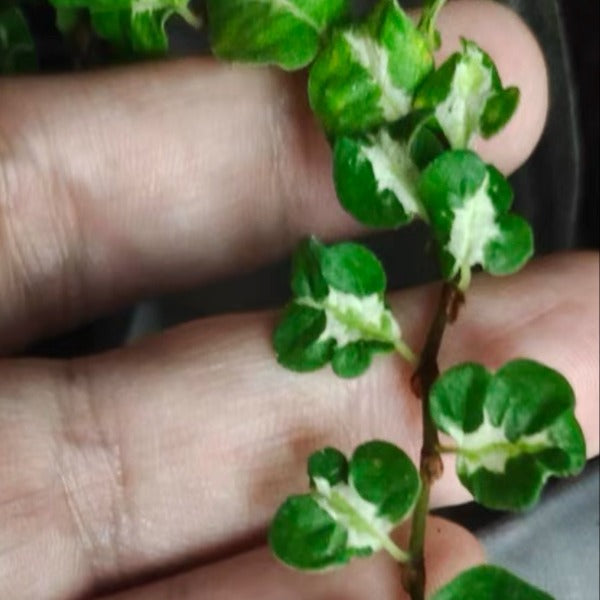 Climbing Vine 'Koala' (Marcgravia spp.)