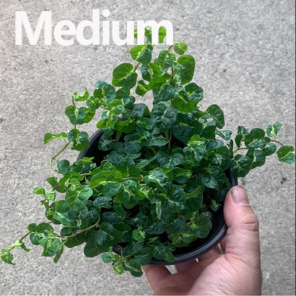 Climbing Vine 'Koala' (Marcgravia spp.)
