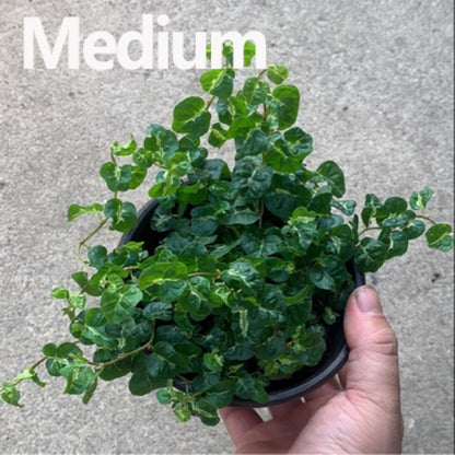 Climbing Vine 'Koala' (Marcgravia spp.)