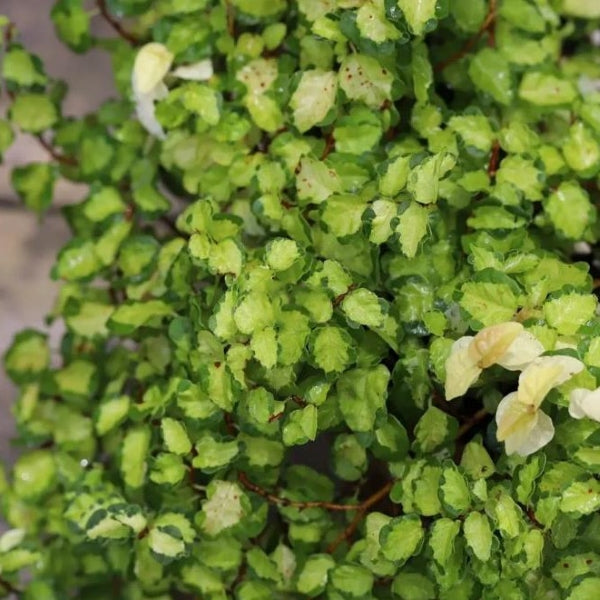 Climbing Vine 'Koala' (Marcgravia spp.)