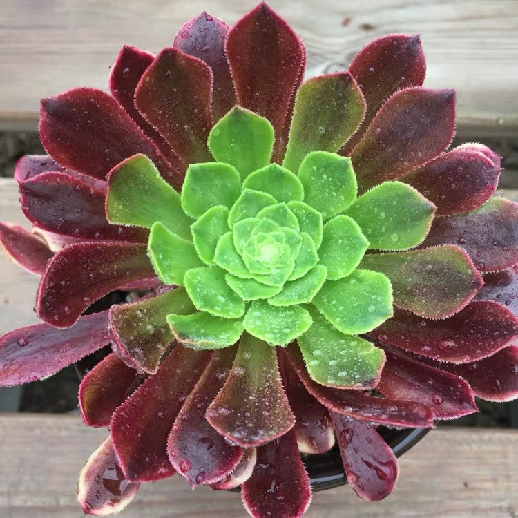 Fiesta(Aeonium)