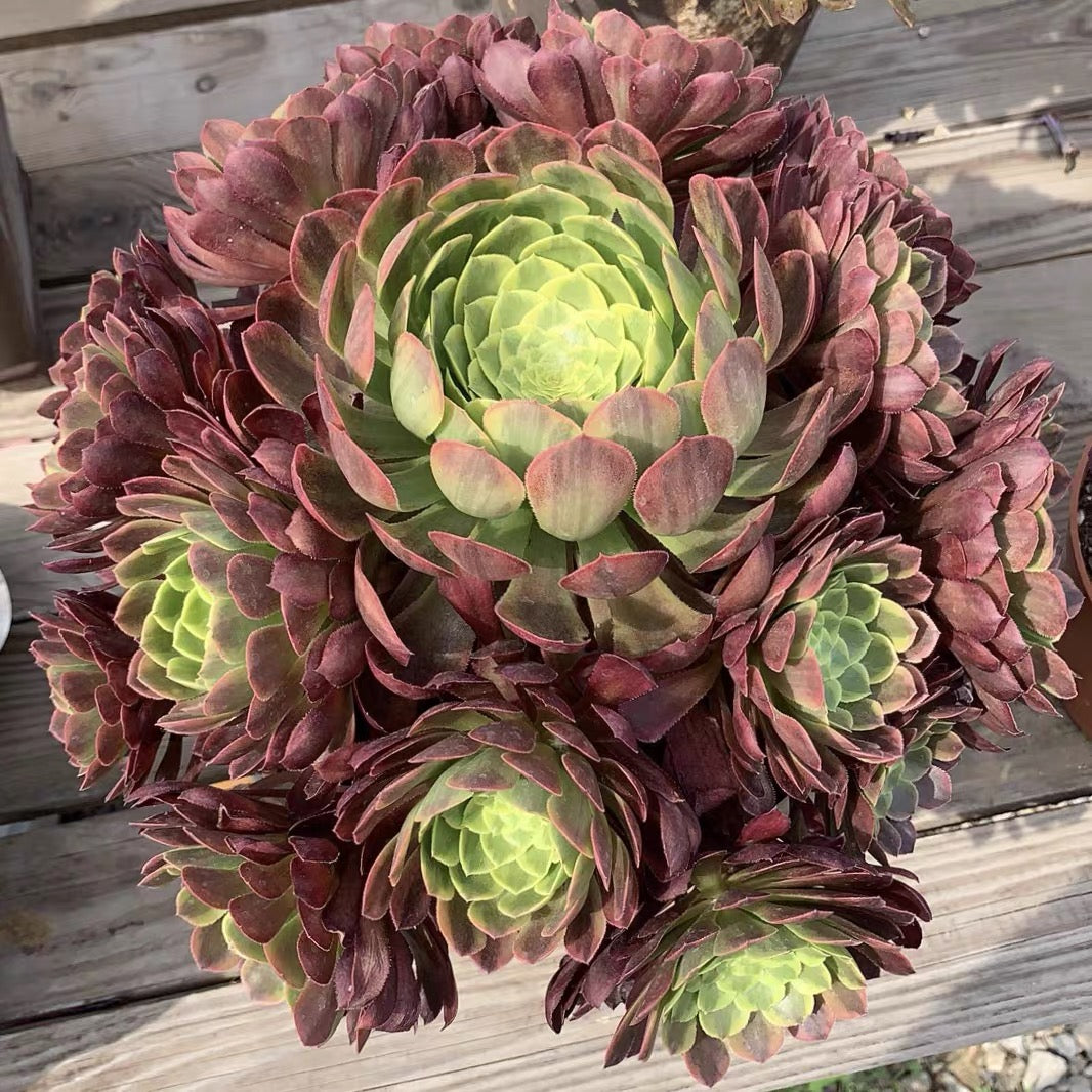 Fiesta(Aeonium)