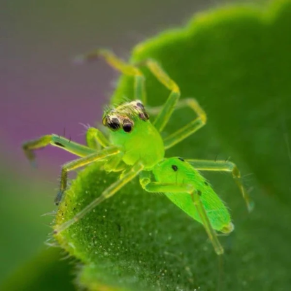 Jumping Spider（Onomastus sp）