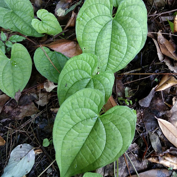 Dioscorea bulbifera