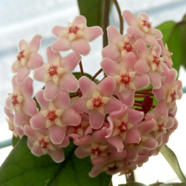 Hoya jianfenglingensis