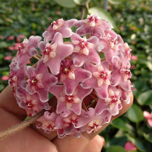 Hoya carnosa