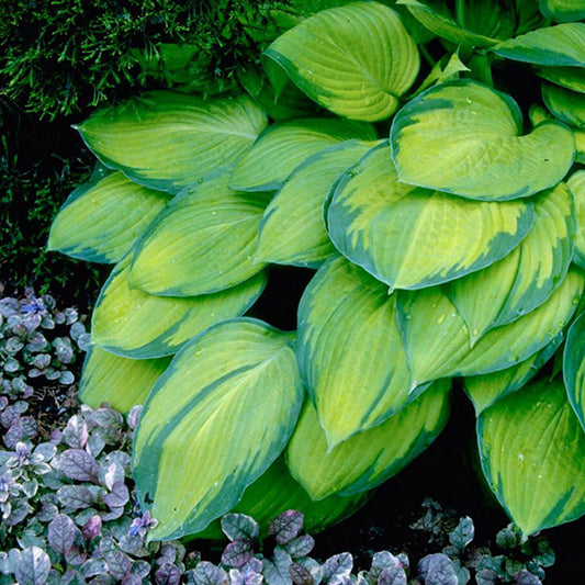 Guacamole Hosta